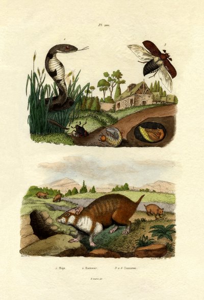 Cobra egipcia, 1833-39 de French School